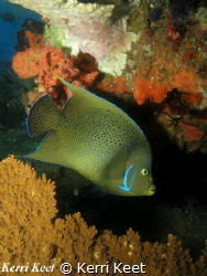 Angelfish by Kerri Keet 